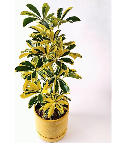 Amazon｜花のギフト社 シェフレラ 観葉植物 本物 大型「ハッピー